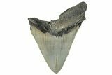 Bargain, Fossil Megalodon Tooth - Serrated Blade #294697-1